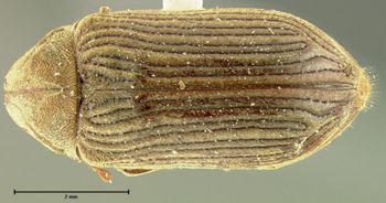 Media type: image;   Entomology 24663 Aspect: habitus dorsal view
